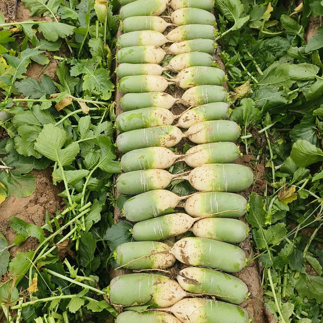 绿翠源果蔬专业合作社