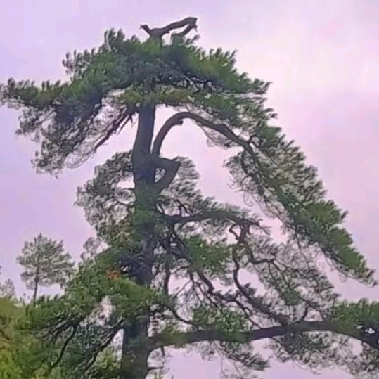 唐僧刷到主播，徒儿你先走！