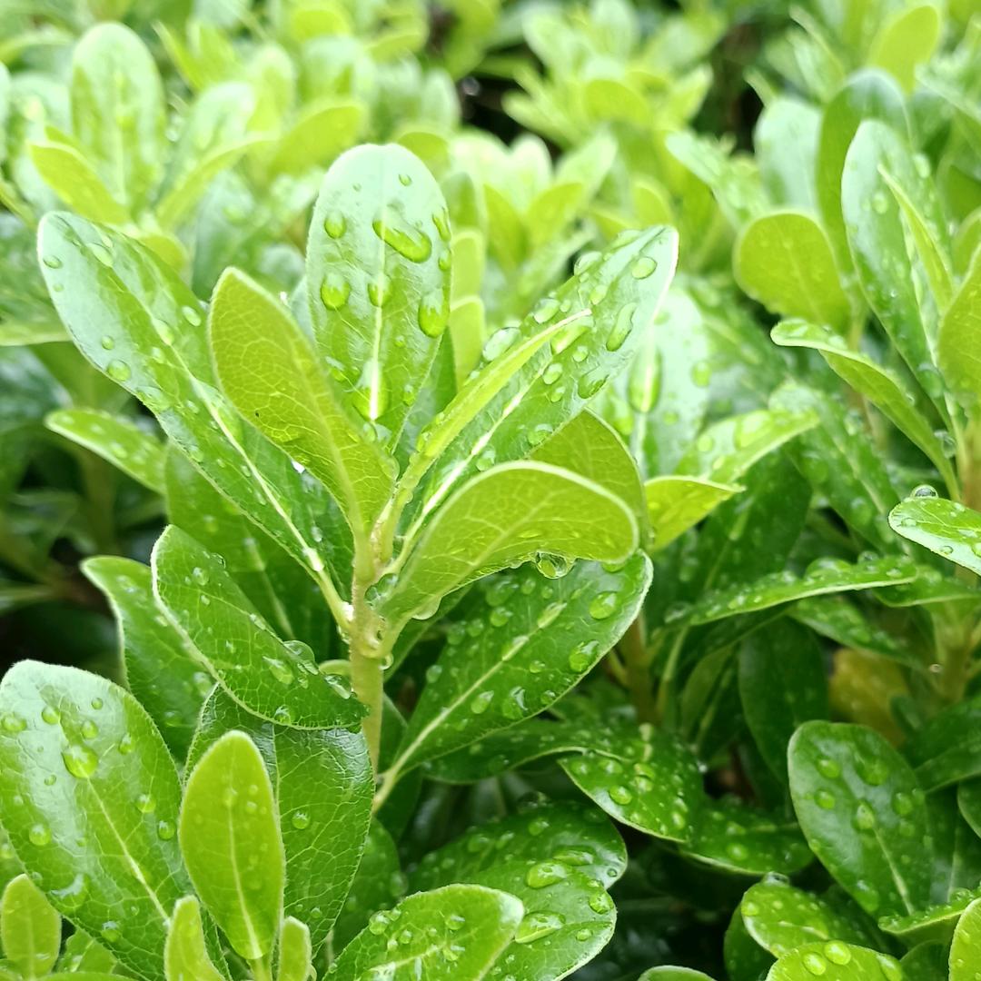 请 叫 我–小耳朵