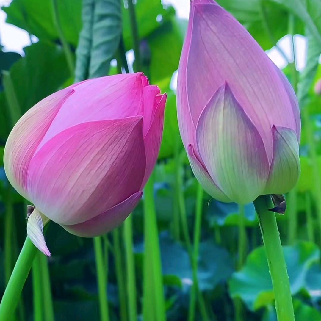 菩提树下👨‍👩‍👦‍👦