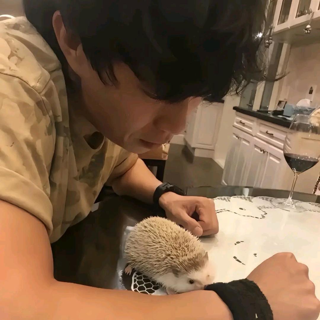 乡村黑猪