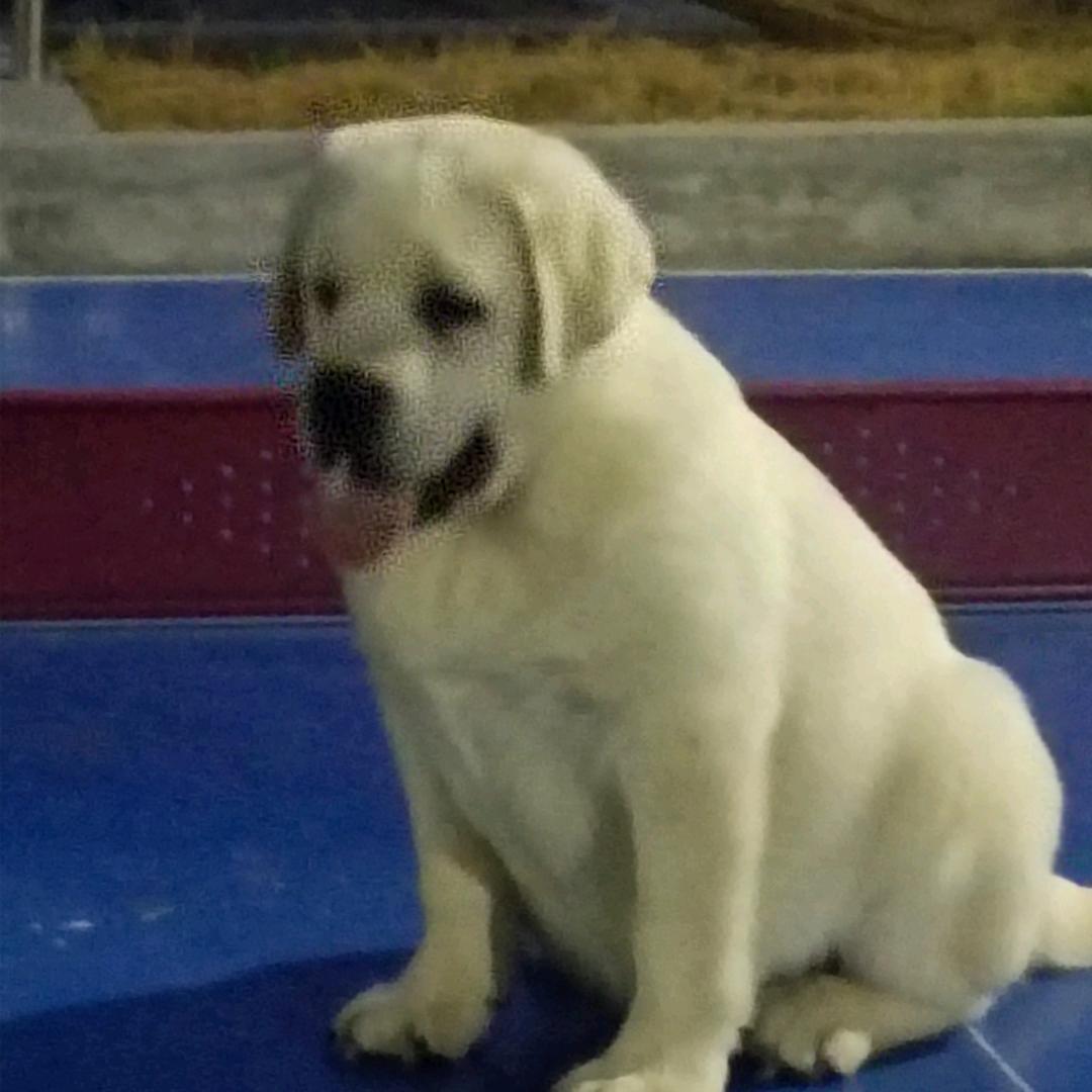 新乡启源犬舍