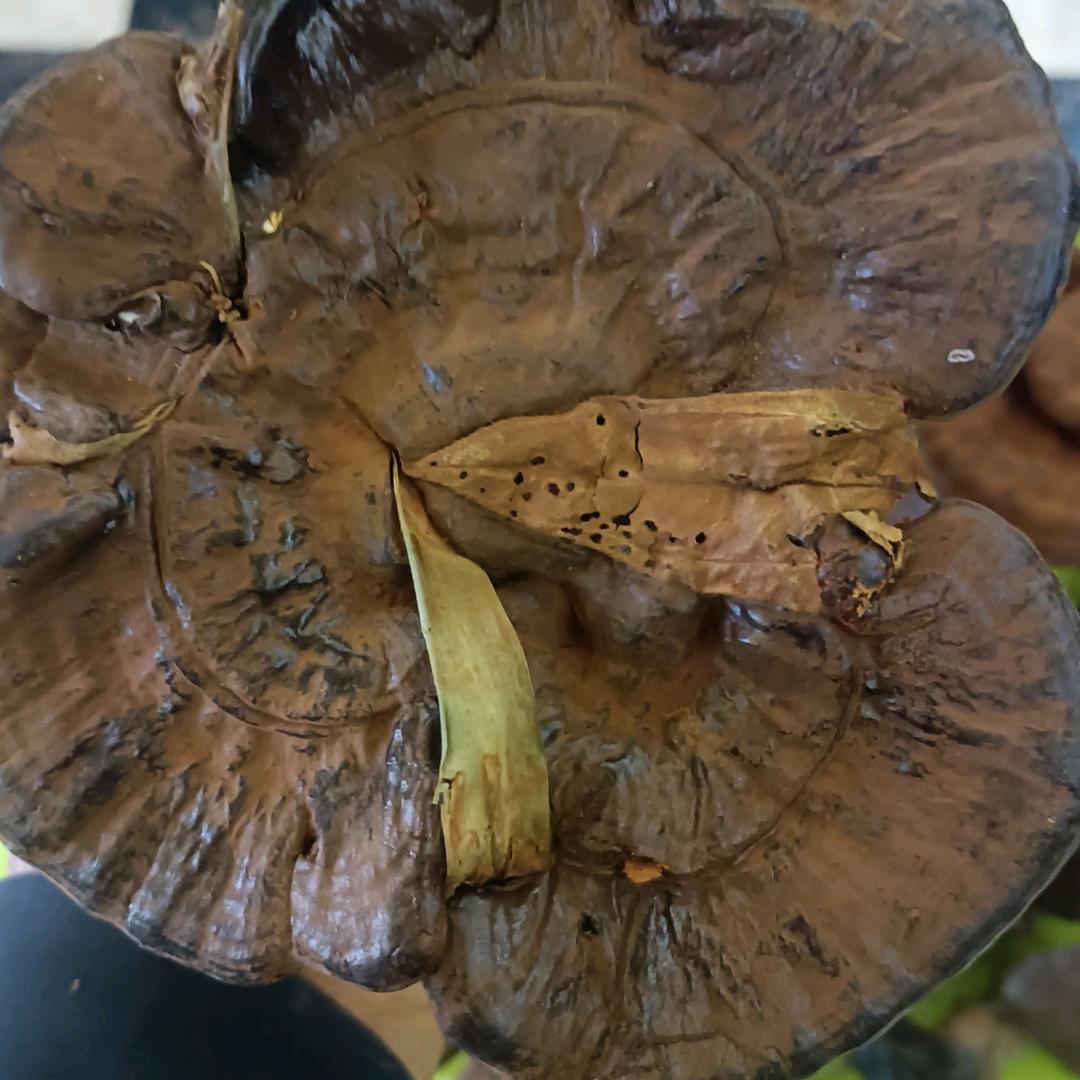 灵芝王新元（传统文化爱好者）