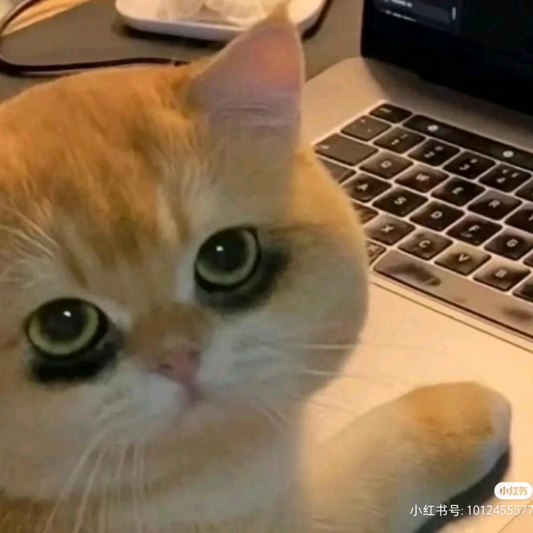 瓜田里撒欢的猹