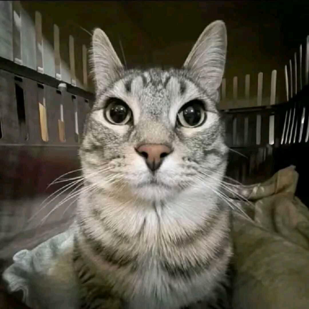 淹死的猫