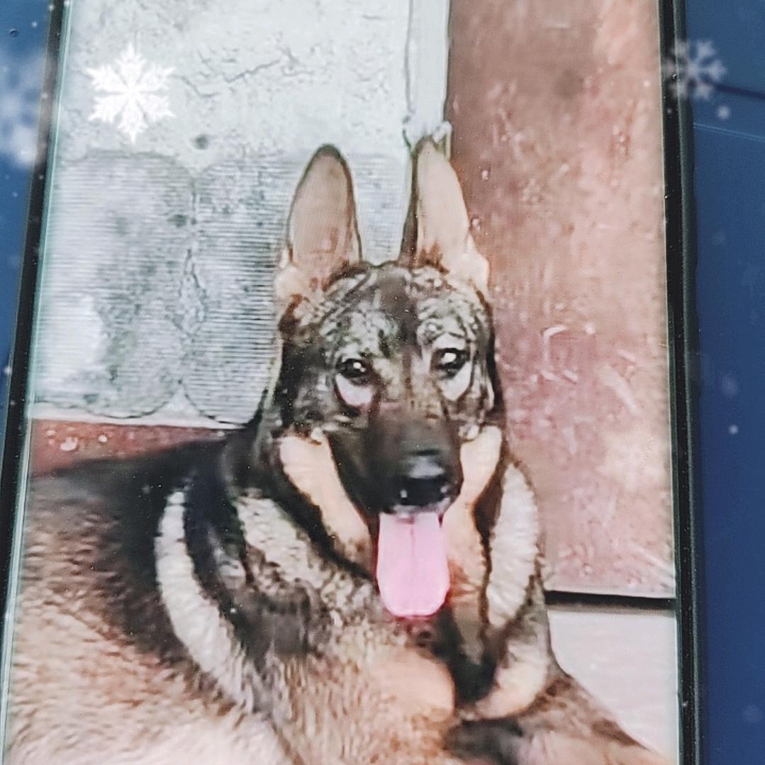 西安高陵昆明犬