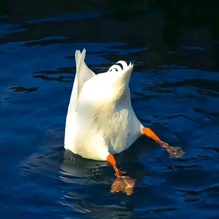 Ren