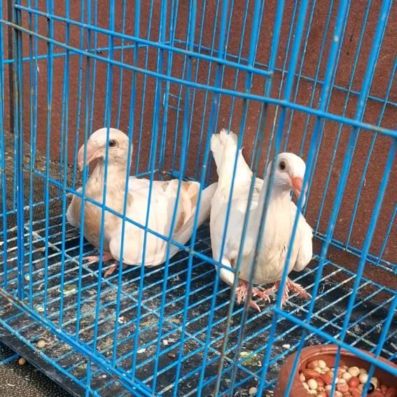 福瑞道肉鸽观赏鸽