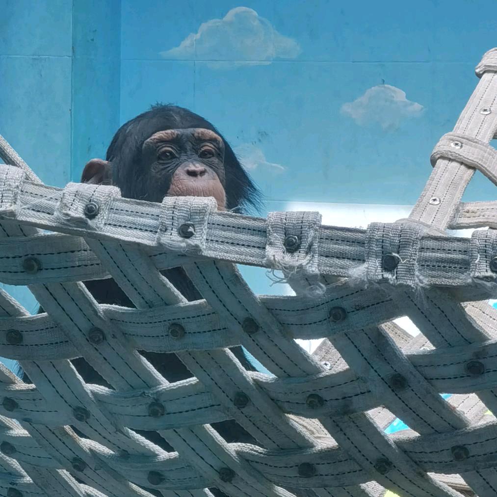 啵啵是个嘤嘤怪