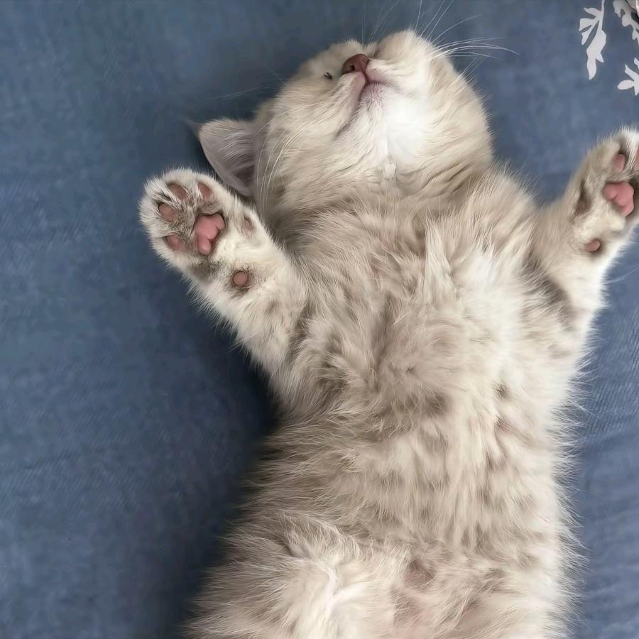 正经的猫猫头