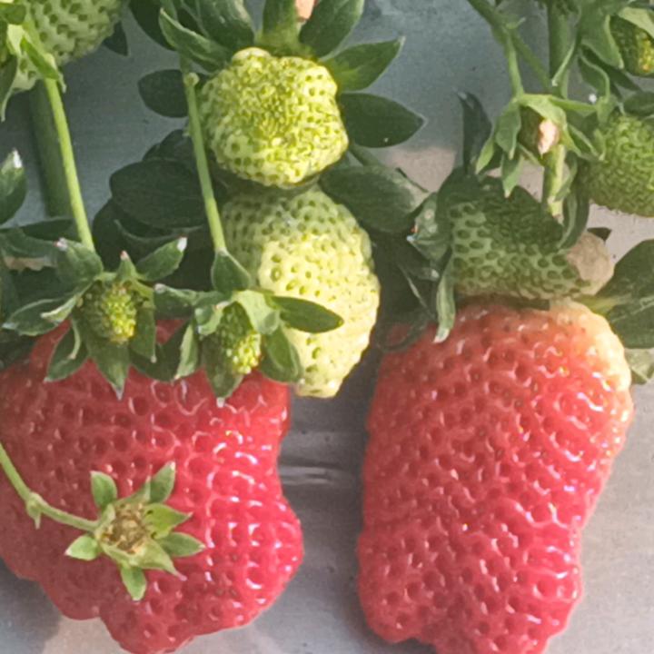 马关城子山脚，马关富硒草莓园欢迎你！