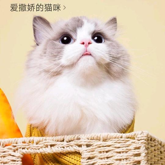 秋天第一杯奶茶