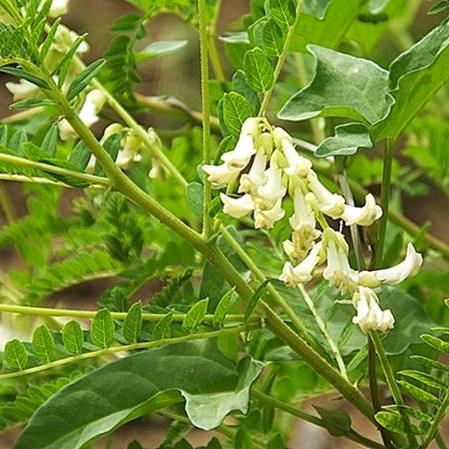 虎哥东北特产（早市户外）