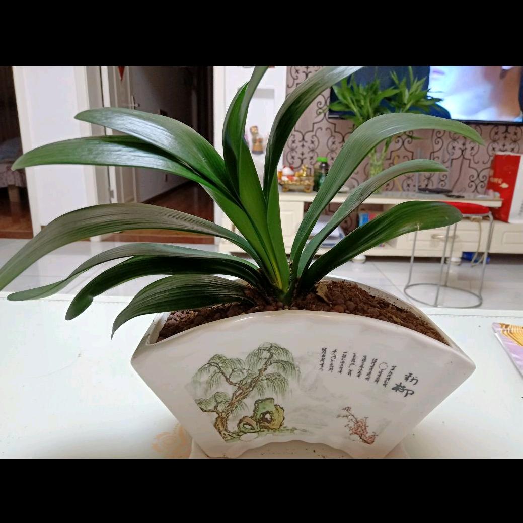 厨窗带货   抖音创业