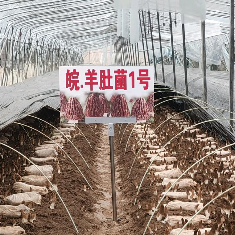 乐永园，皖羊肚菌1号