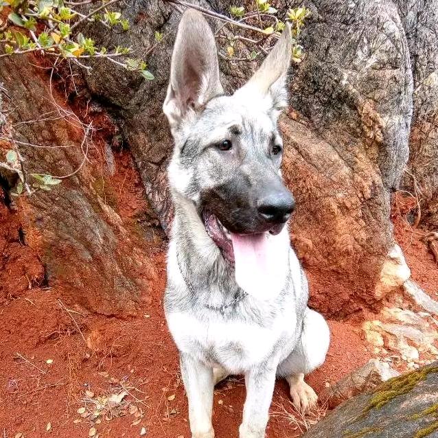 《旺财狗肉》李梓涵