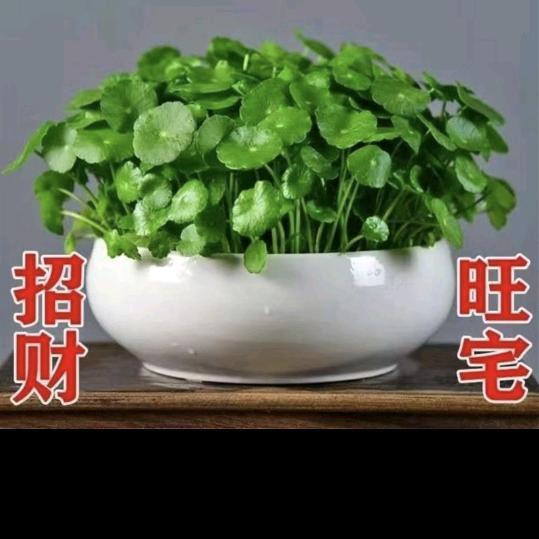 道法自然……美