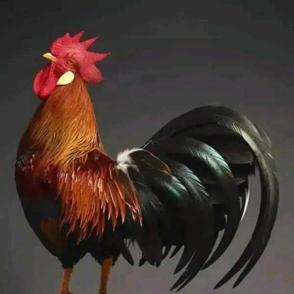 华北柴鸡太行鸡养殖基地