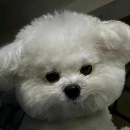 小杜.