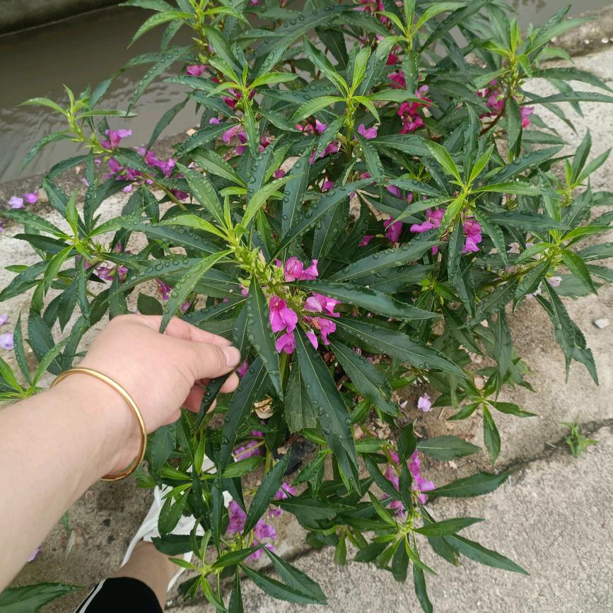 爱跑步的小花🌸