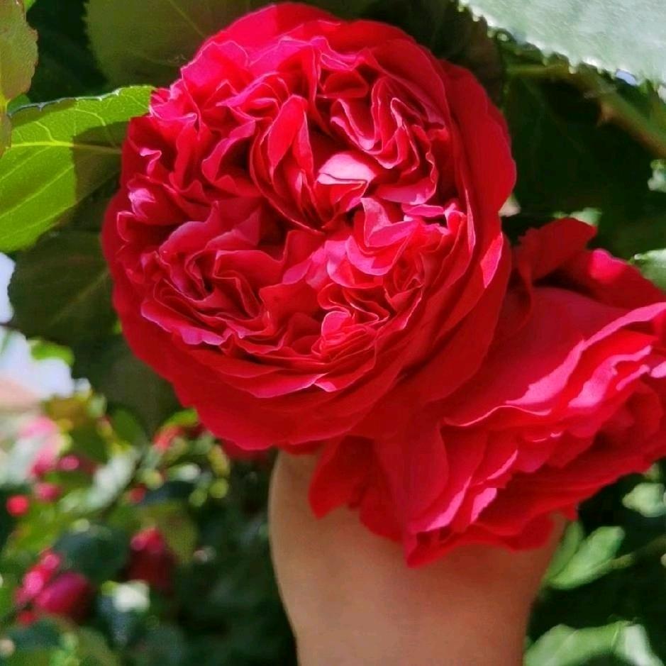 ⛄️⛄️北风那个吹⛄️⛄️