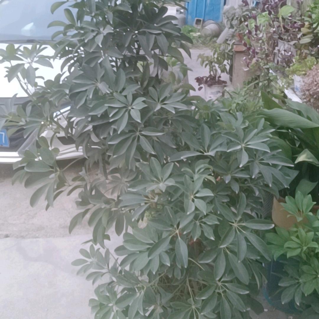 花之韵