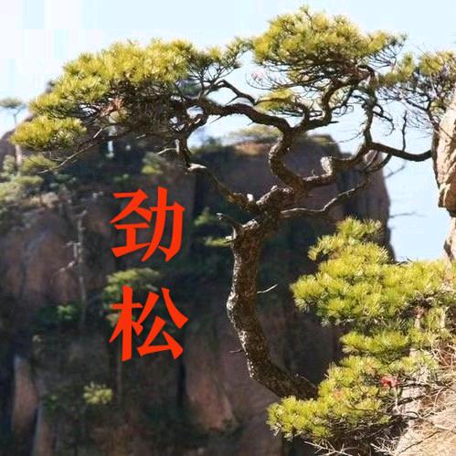 劲松