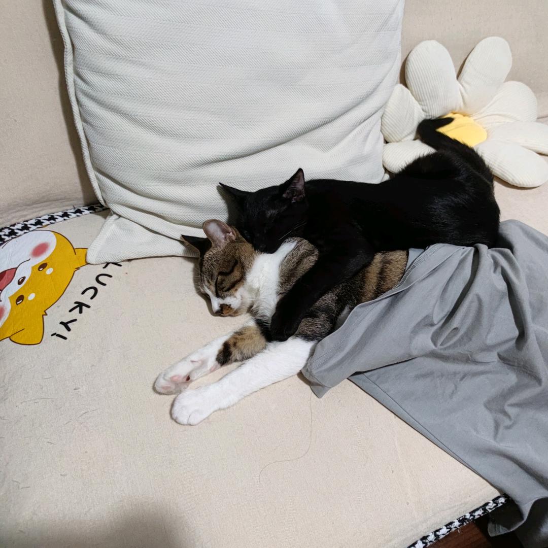 喵喵笔记