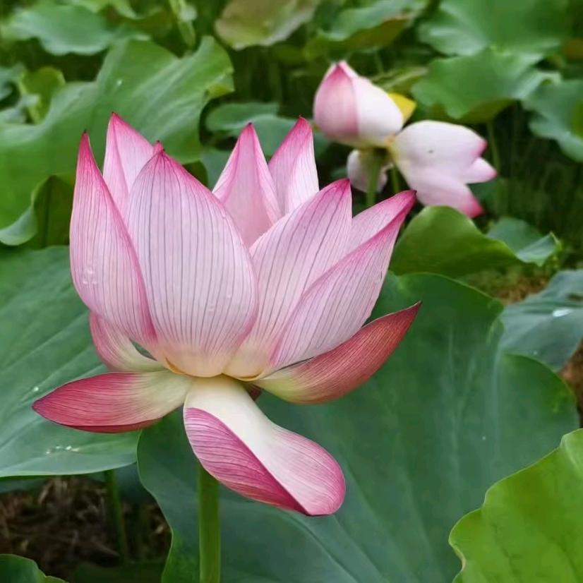 爱恨分明
