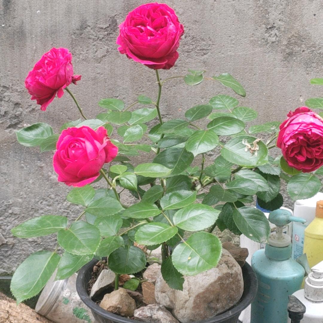 真心实意老三谢谢大家支持关注