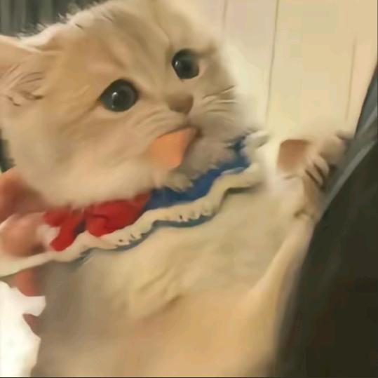 又被小乔惹