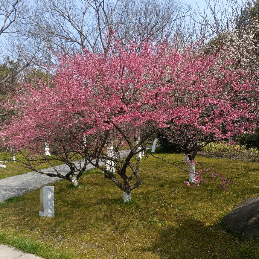 花姐🌷