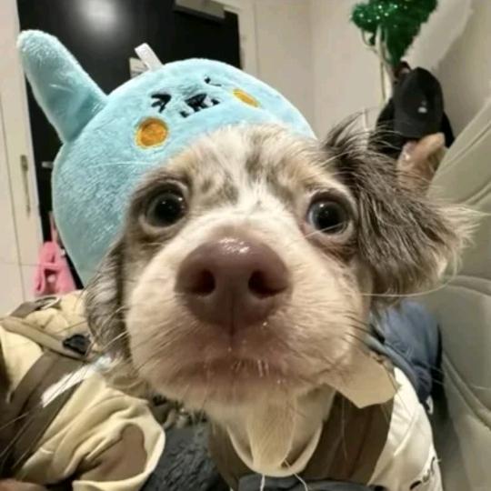 吻合度