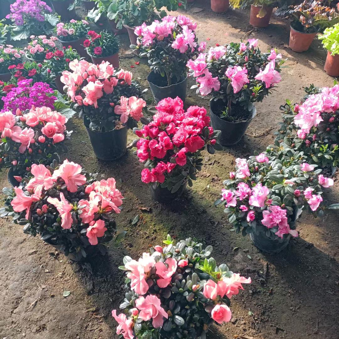 鸿运花鱼