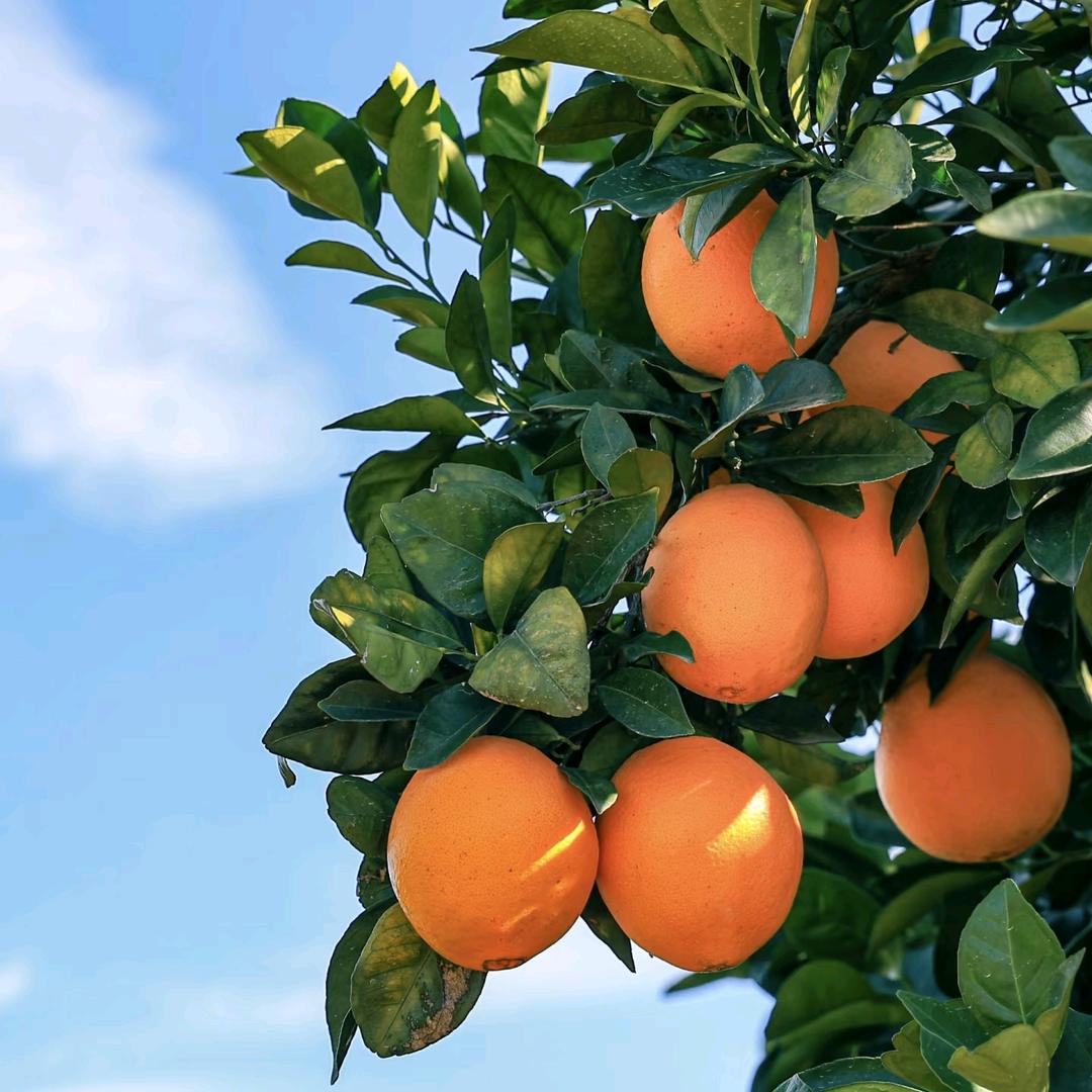 赣南脐橙～橙农小店
