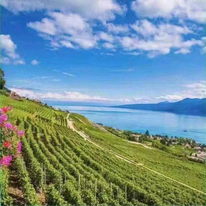 🇨🇳 夏日雨荷