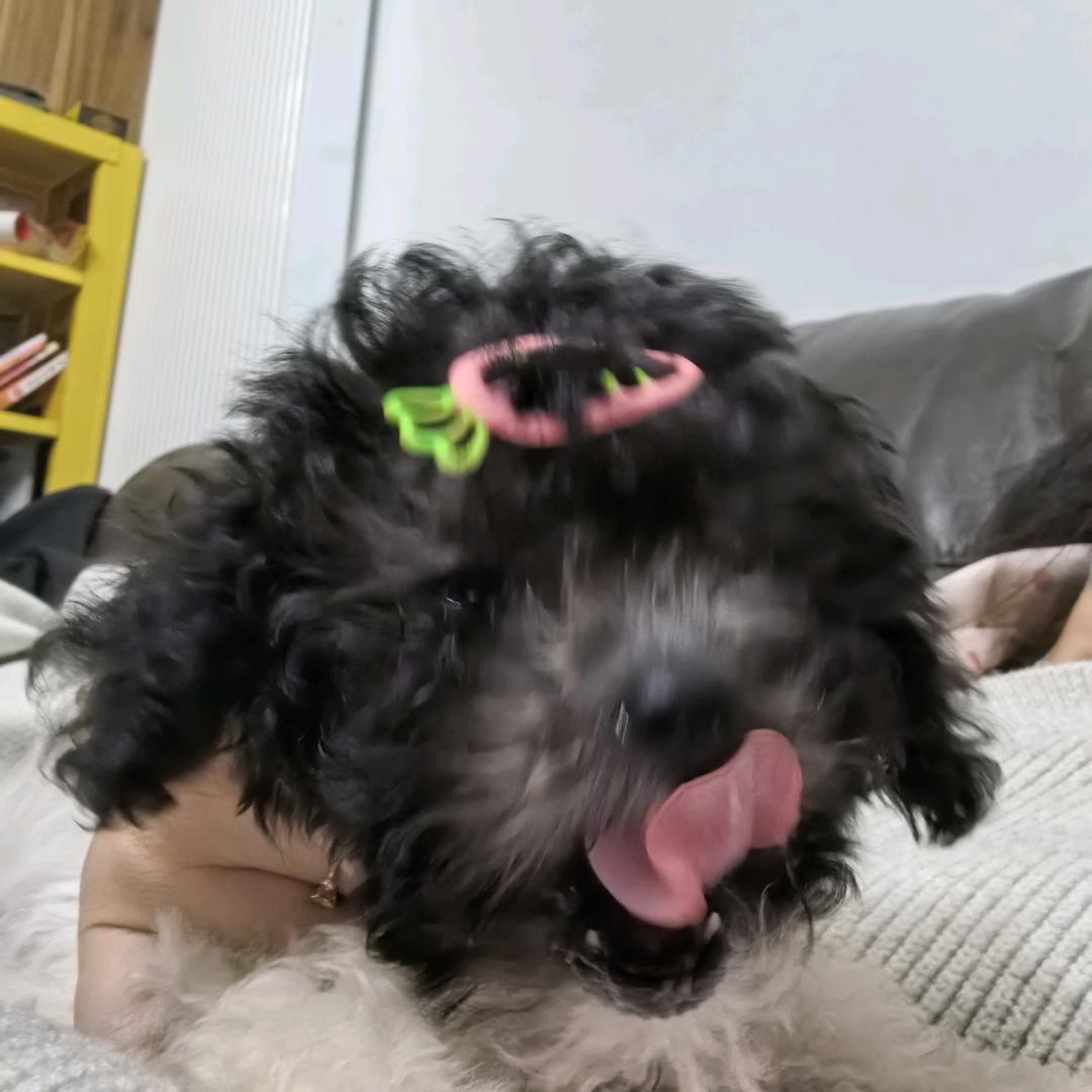 黛玉训狗