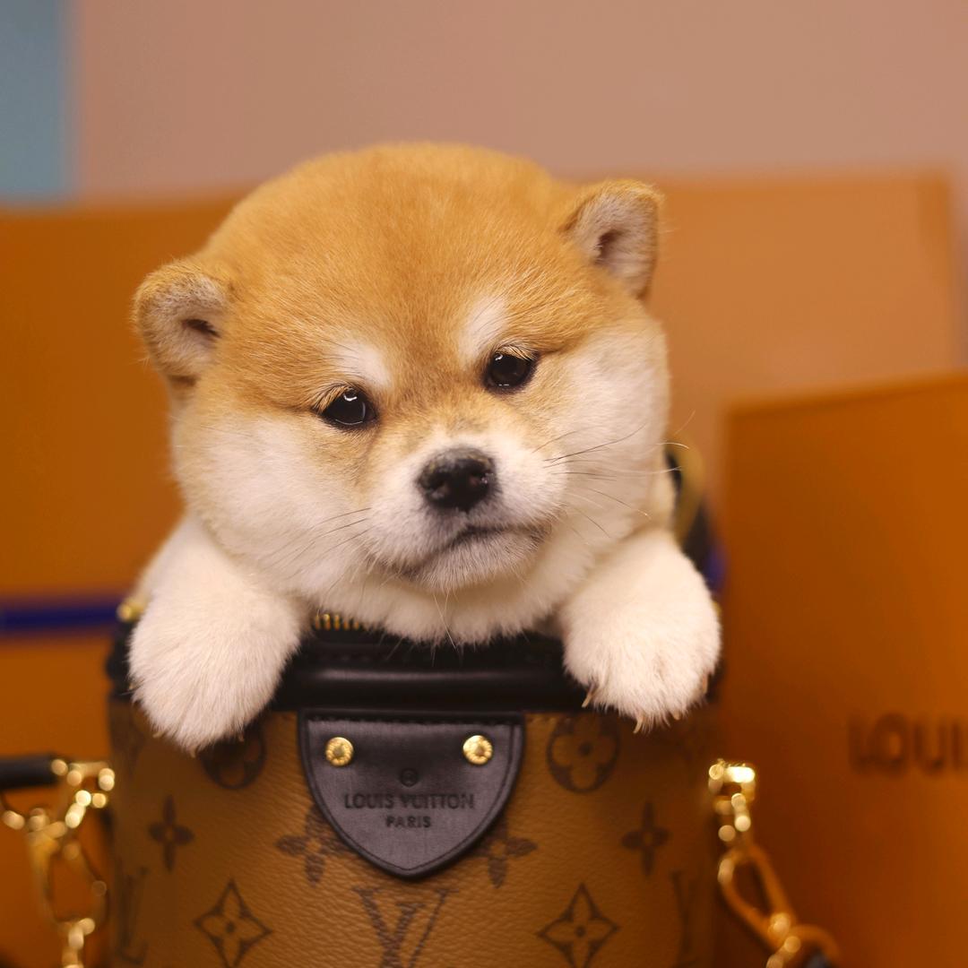 小豆柴铲屎官犬舍