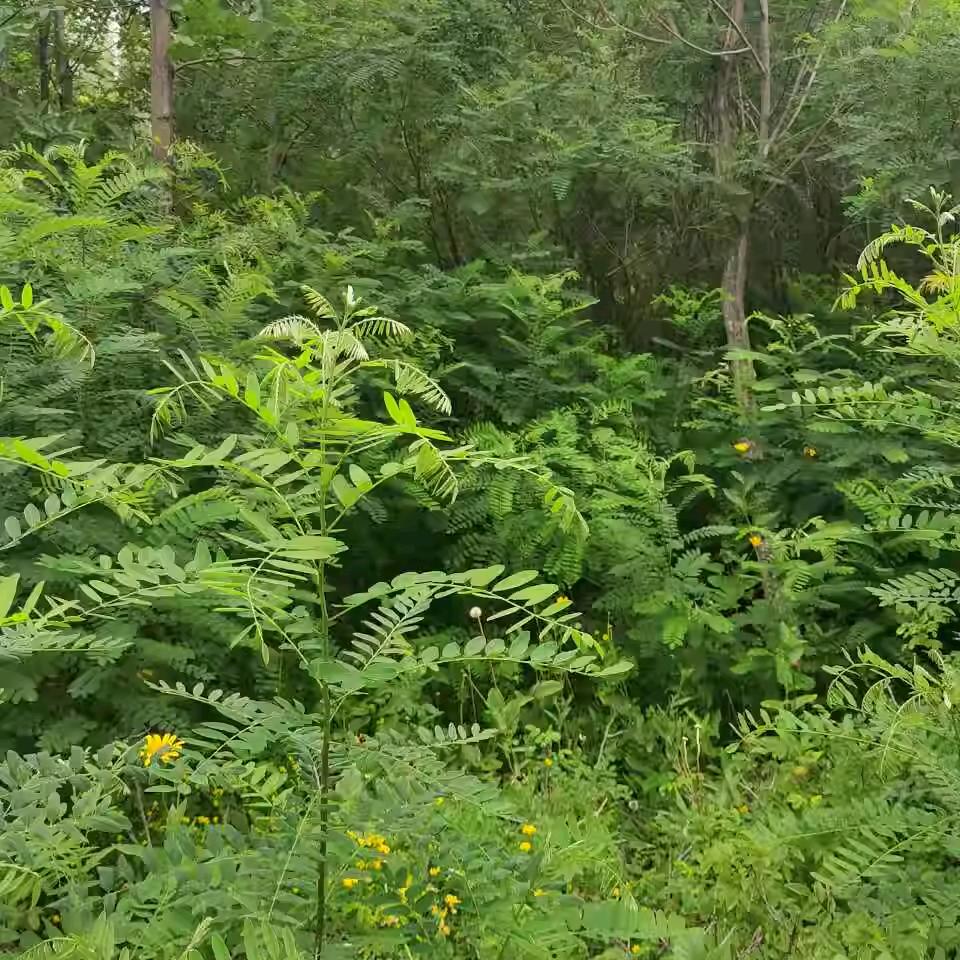 雨宝陀罗尼