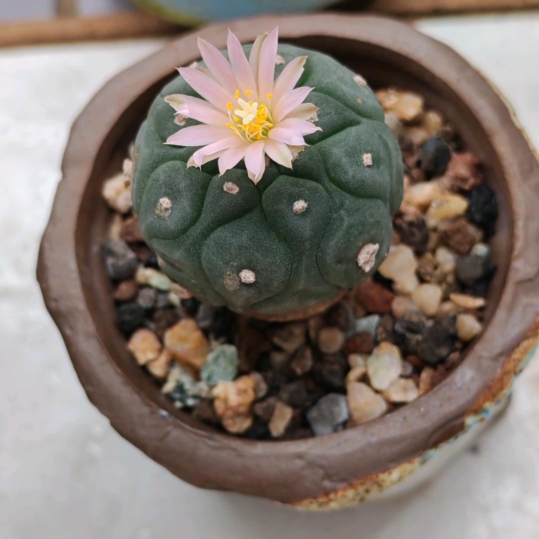 mi