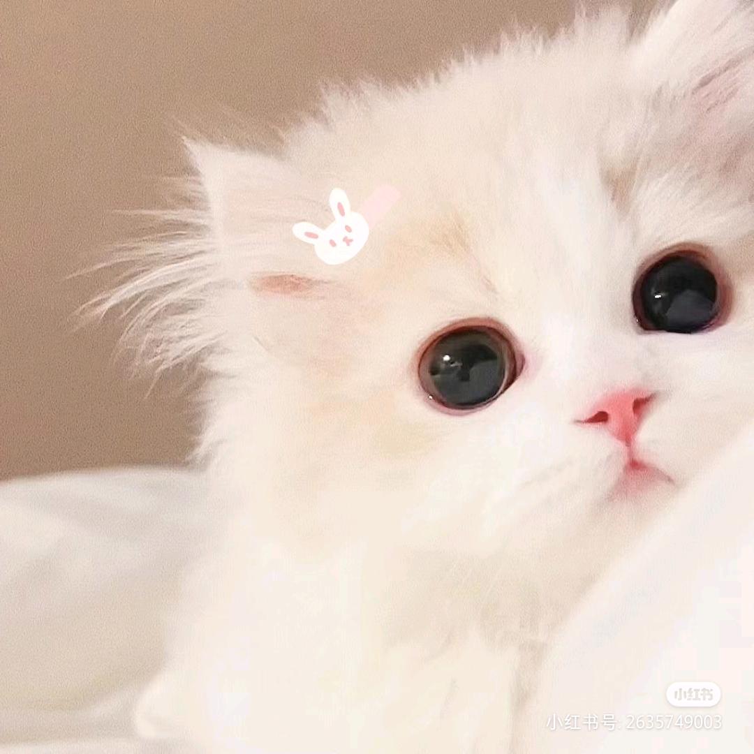弛弛