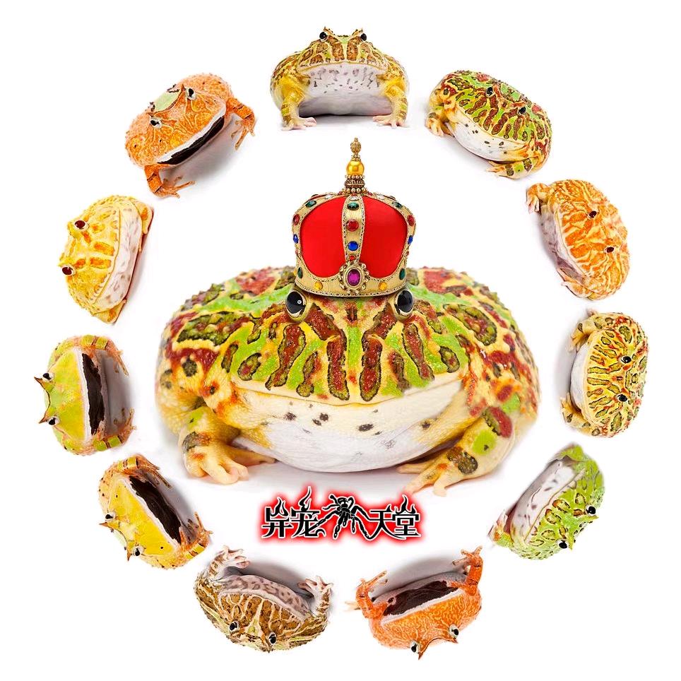 异宠天堂总店