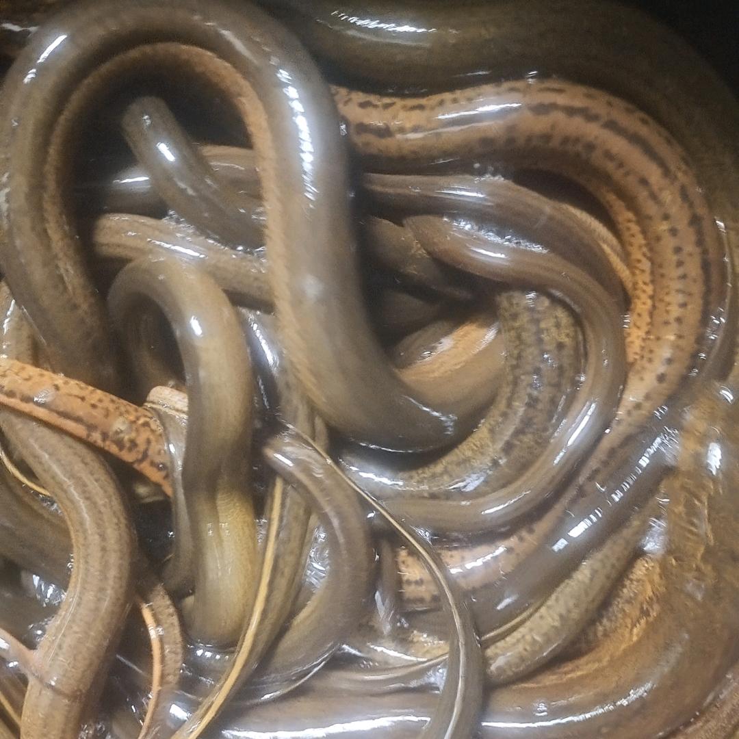 鳝解人意酒教朋友