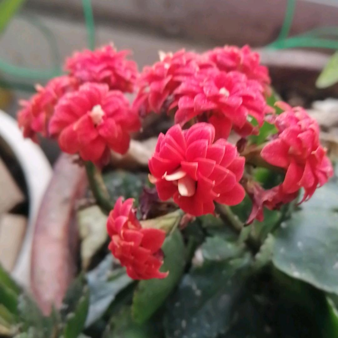 繁花似锦
