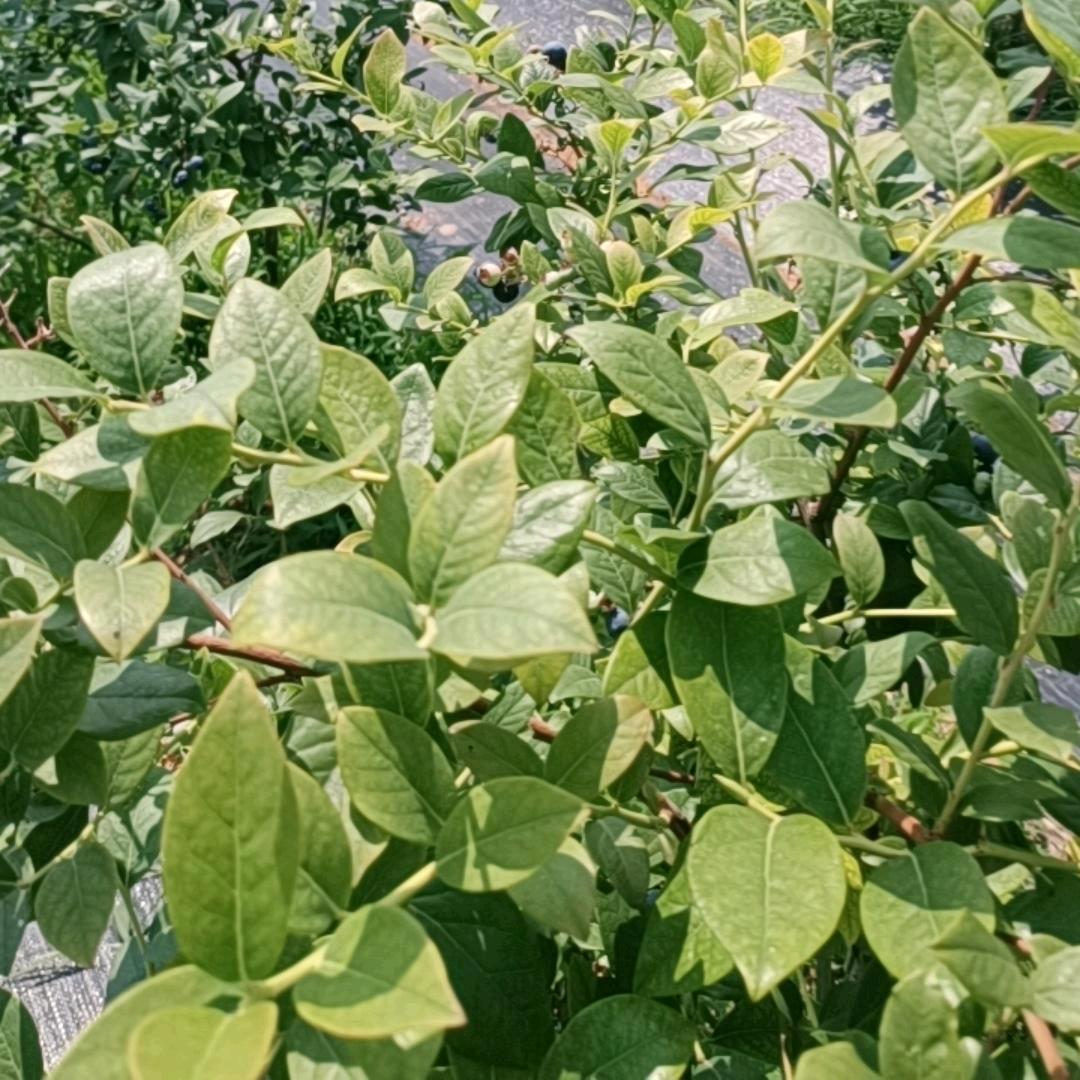 永丰