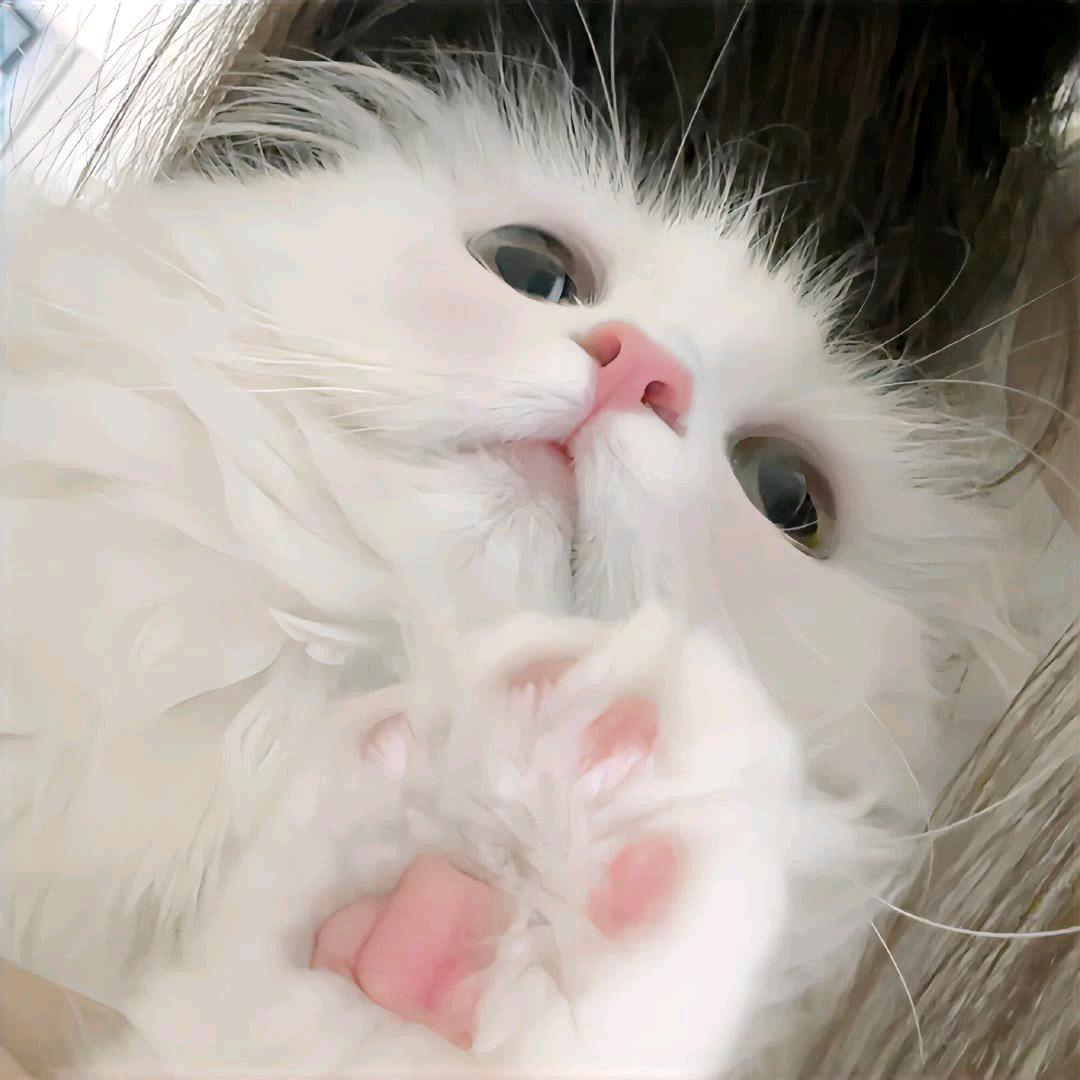 伊-庆