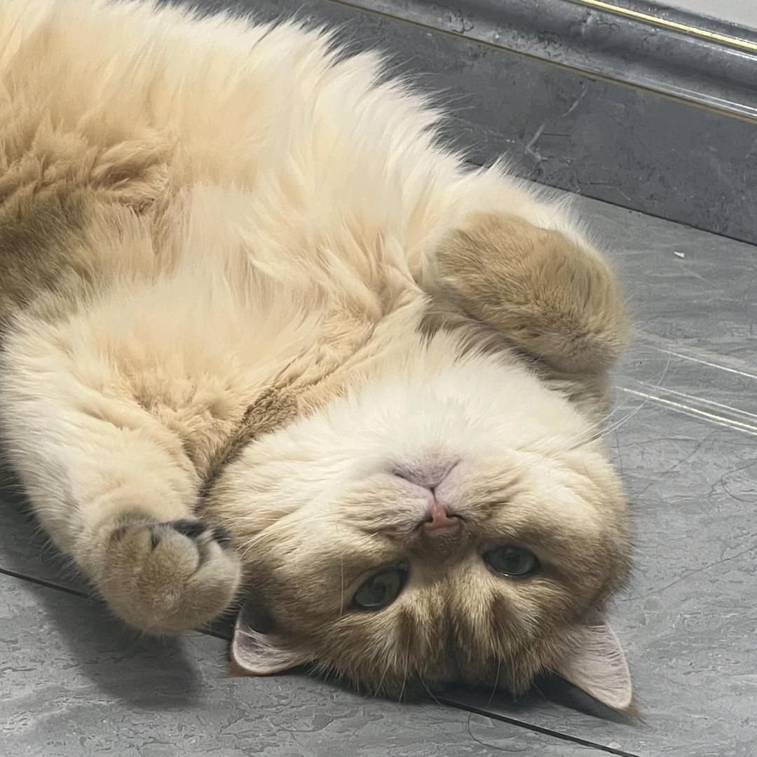 小杰瑞