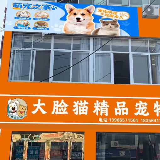 霍邱 大脸猫精品宠物