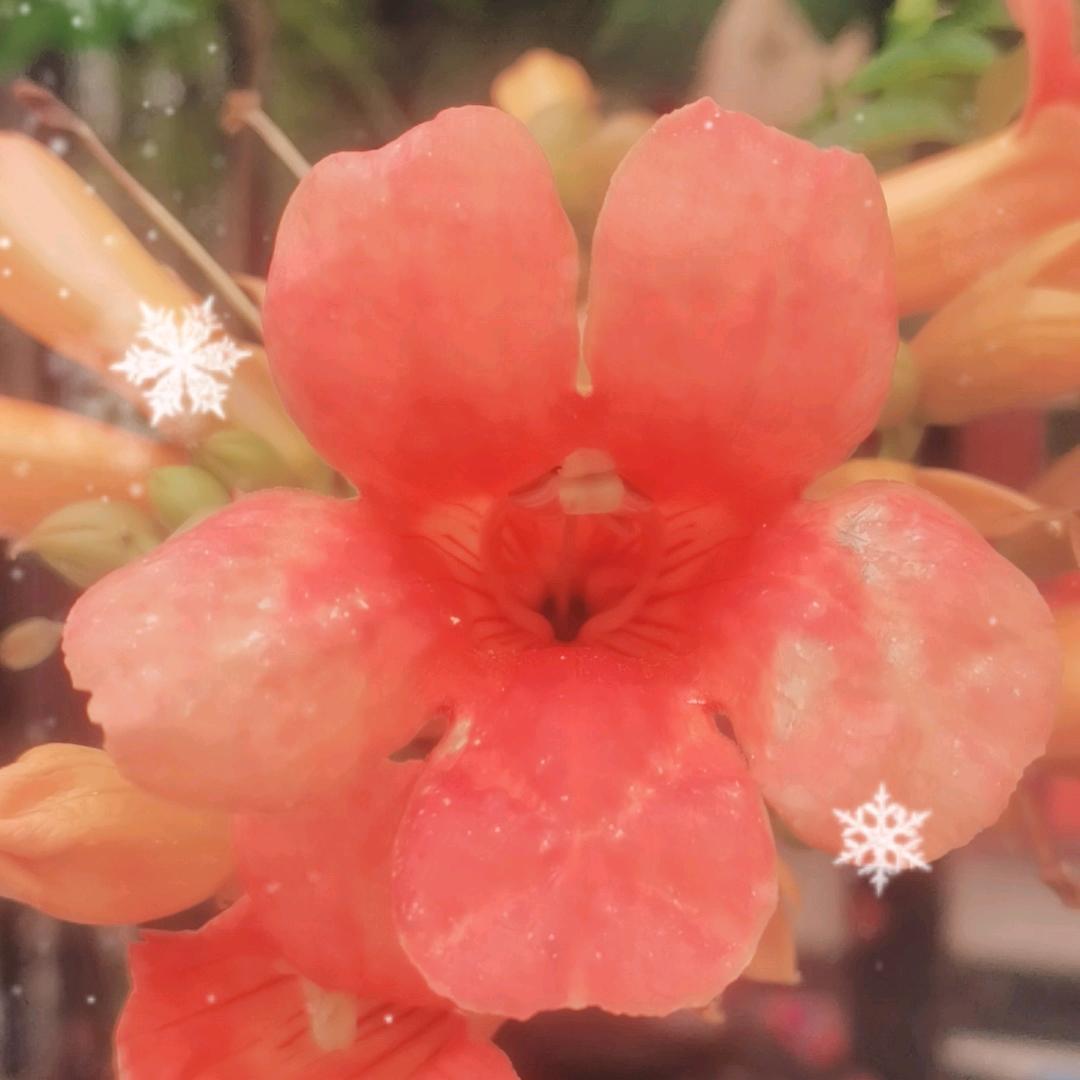 🌹爱你一万年🌹