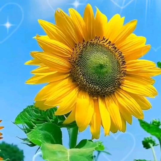 飞向天空的小鸟679